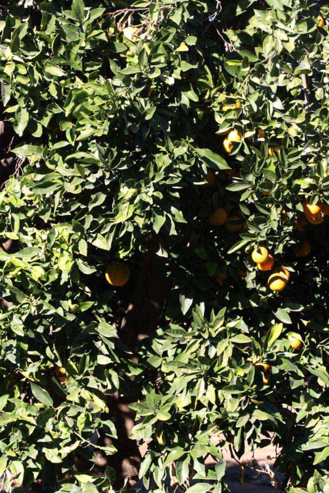              Habit (Riverside, CA)       